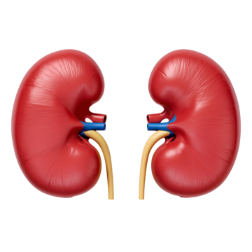 kidney-donation-hospital